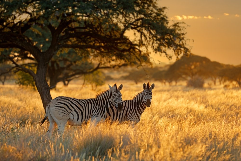 Görkemli Güney Afrika ve Safari Turu - THY ile (Ara Tatil Dönemi)
